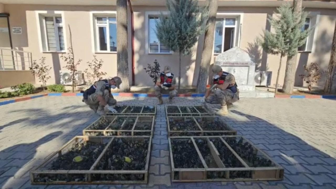 Traktör römorkundan binlerce saka kuşu çıktı, sürücüye 19,8 milyon ceza