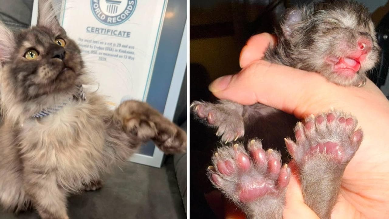 29 parmaklı kedi en çok parmağa sahip kedi rekorunu kırdı